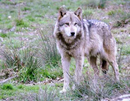Loup